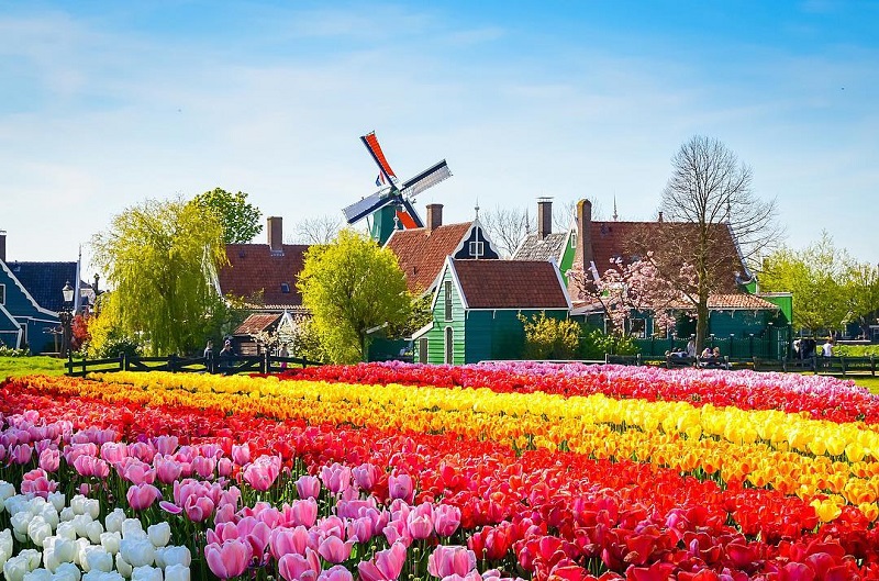 Keukenhof – Vườn hoa tulip không thể bỏ qua khi tới Hà Lan
