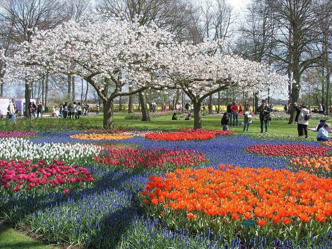Nằm ở thị trấn Lisse phía nam thủ đô Amsterdam Hà Lan, vườn hoa tulip Keukenhof là một địa điểm lý tưởng để khám phá và chiêm ngưỡng vẻ đẹp kì diệu của thiên nhiên.