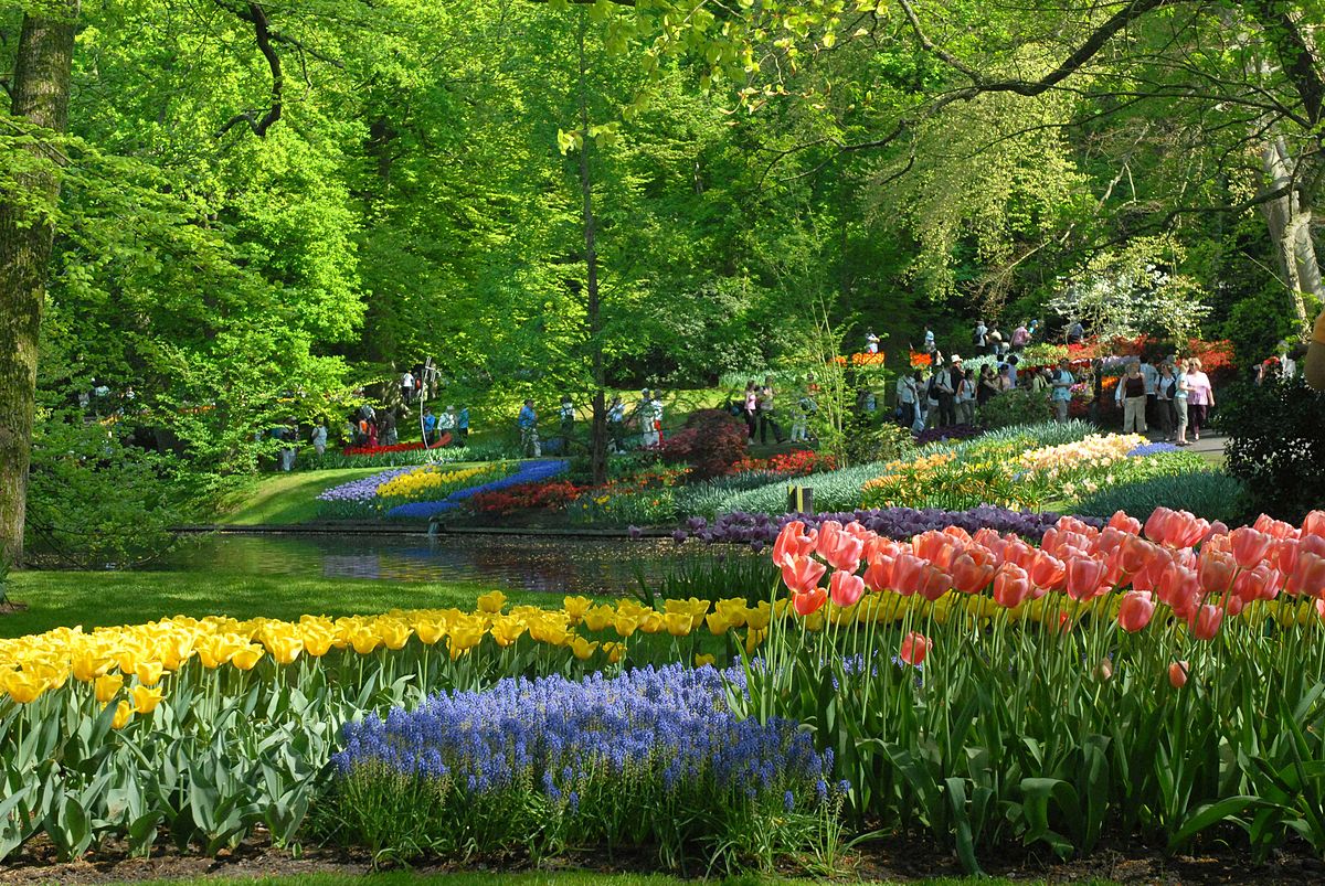 Mỗi khi vào mùa hoa Tulip, vườn hoa Keukenhof được chia thành 5 khu và đặt tên theo những nhà vua, nữ hoàng của Hà Lan