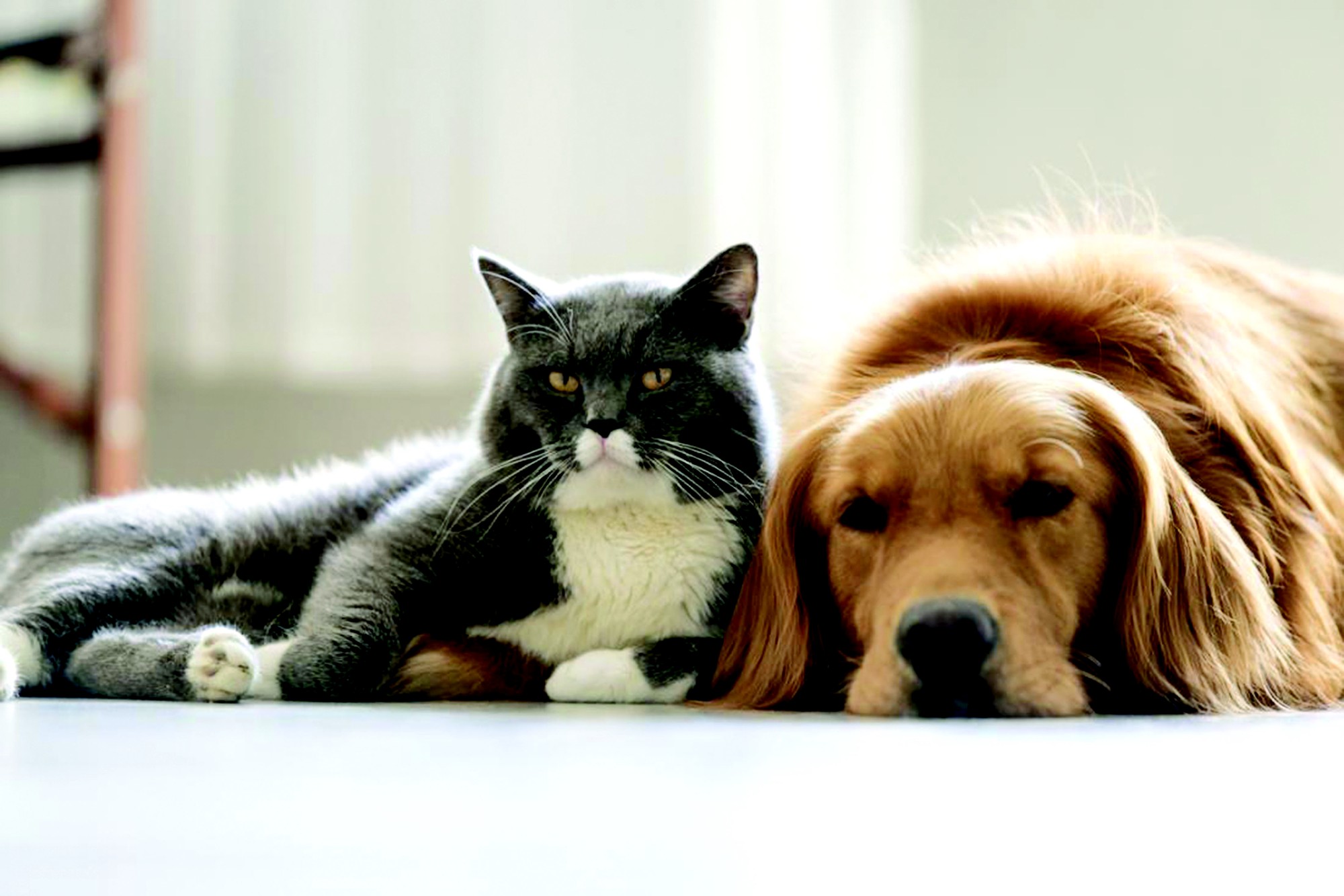 mèo và chó
